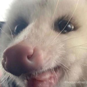 Meet your Posher, Ella